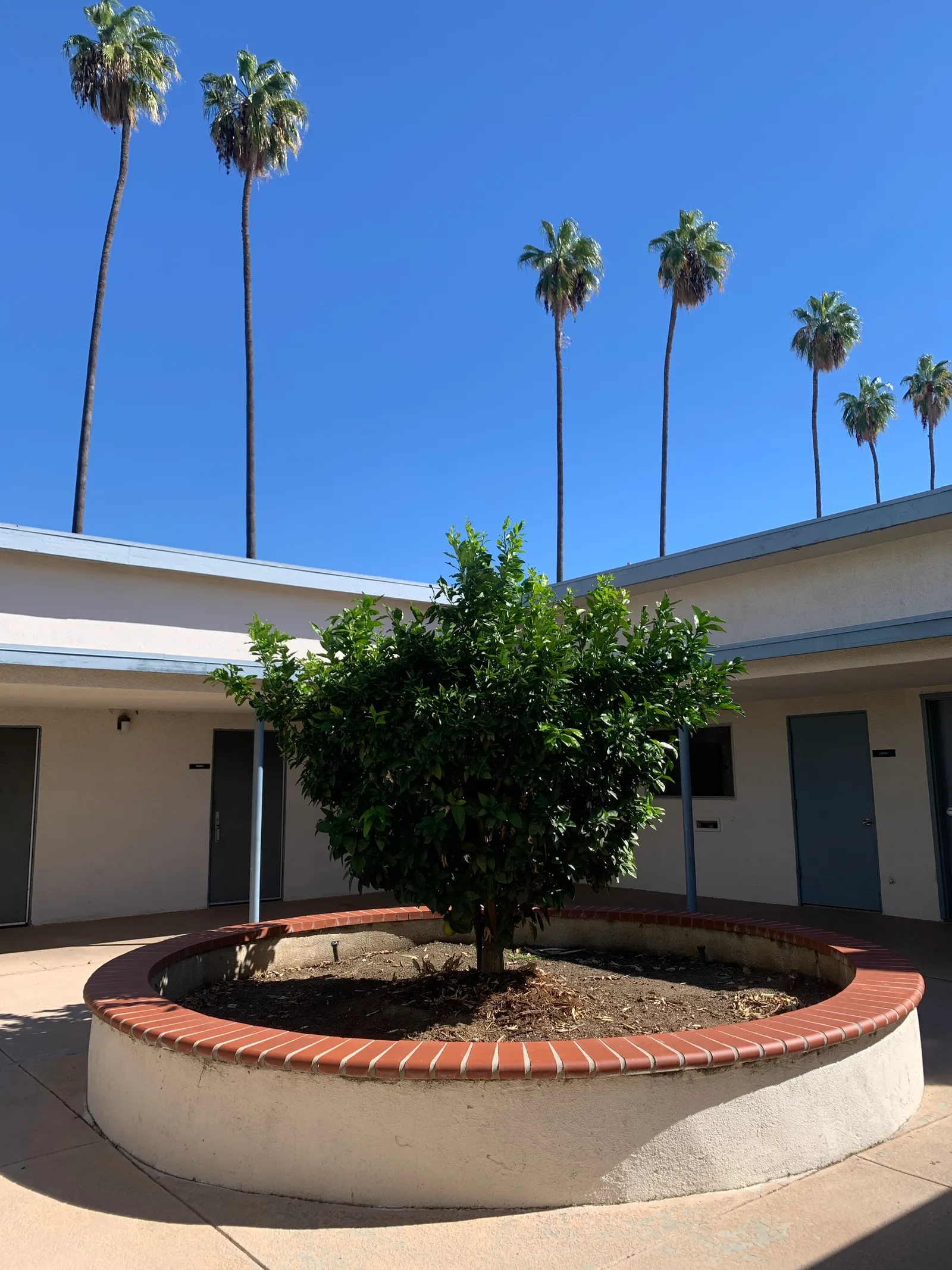 A leafy tree at the center of a sunlit courtyard