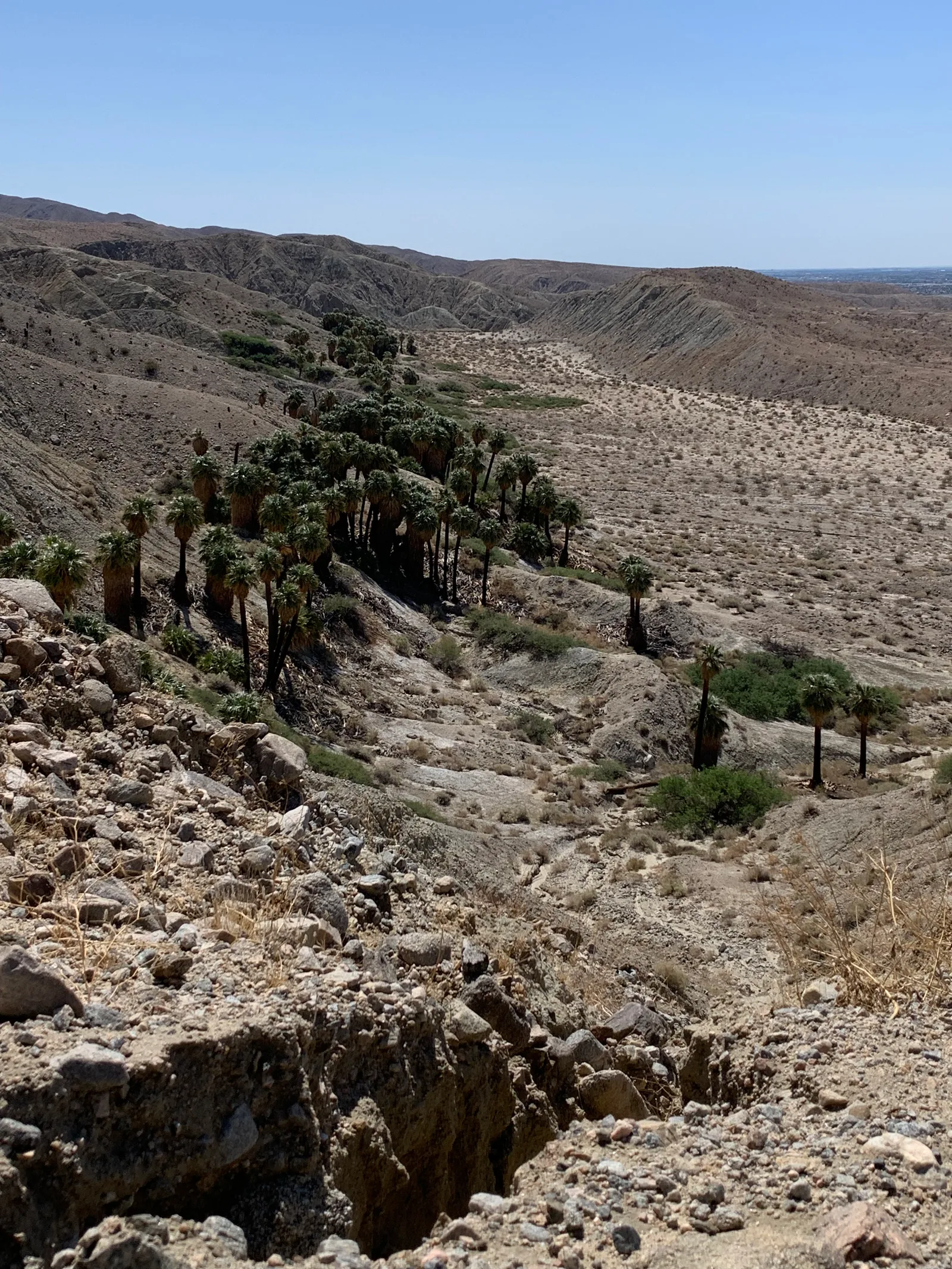 Palm trees growing through a rocky desert canyon