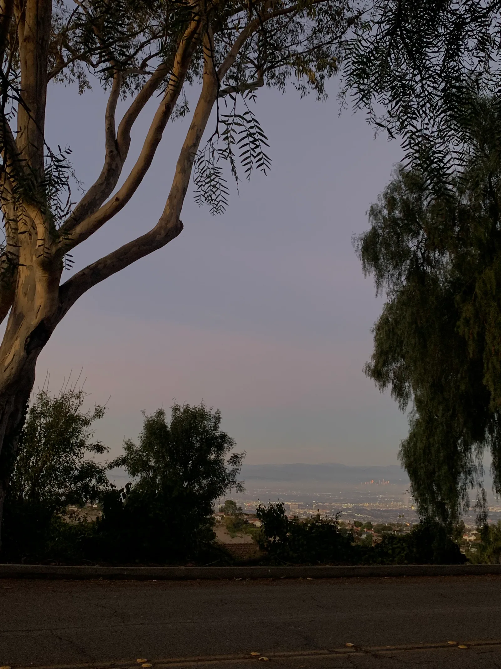 Una vista lejana de la ciudad entre árboles al anochecer