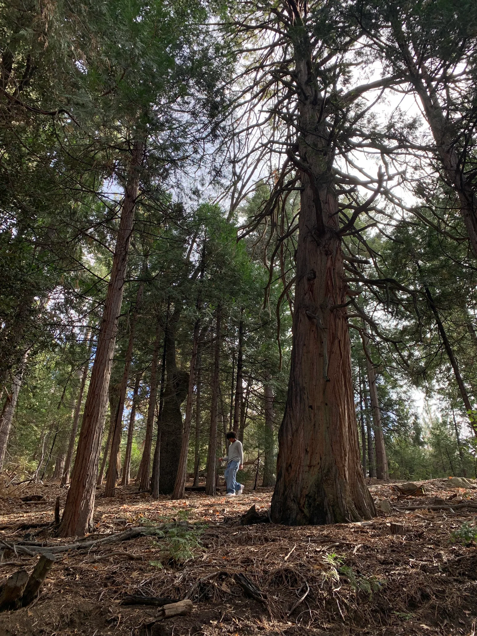 Una persona camina entre árboles altos del bosque