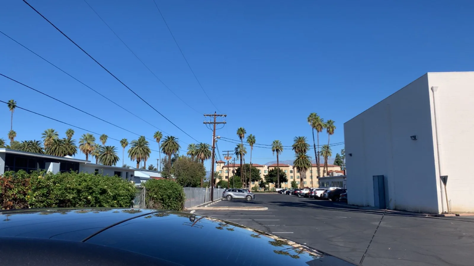 A sunny street lined with tall palms