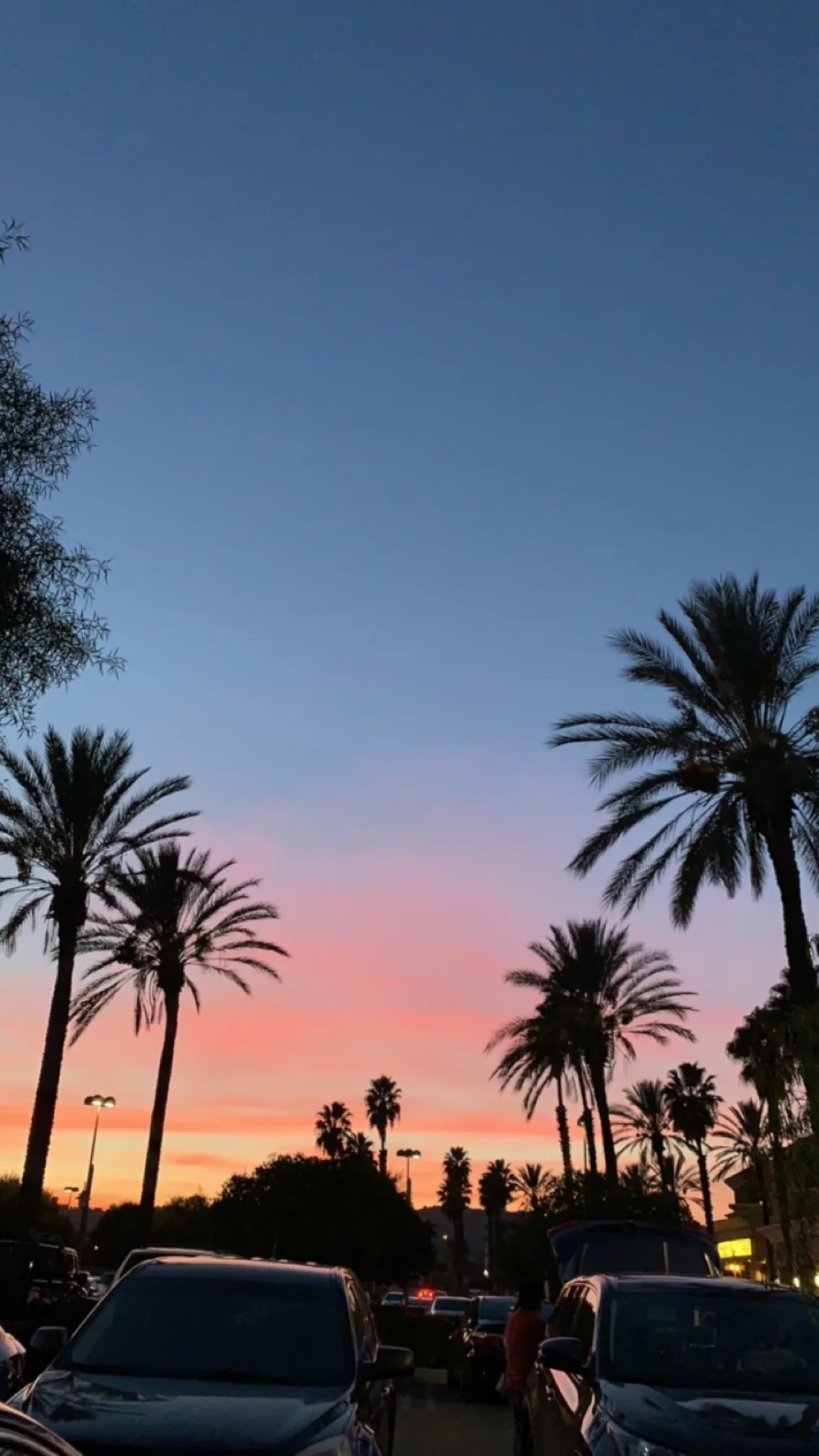 Siluetas de palmeras sobre un vecindario al atardecer