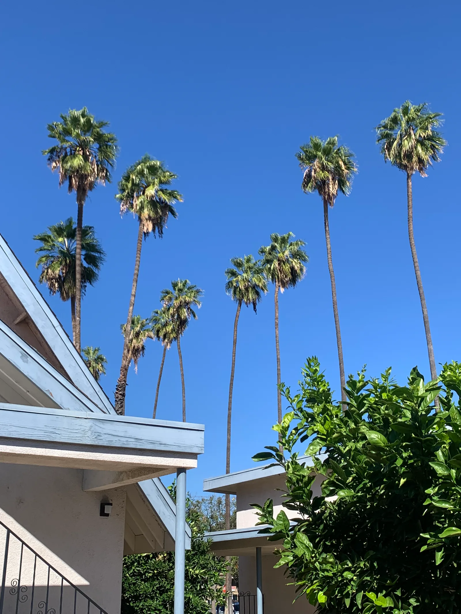 Tall palms rising above courtyard rooftops
