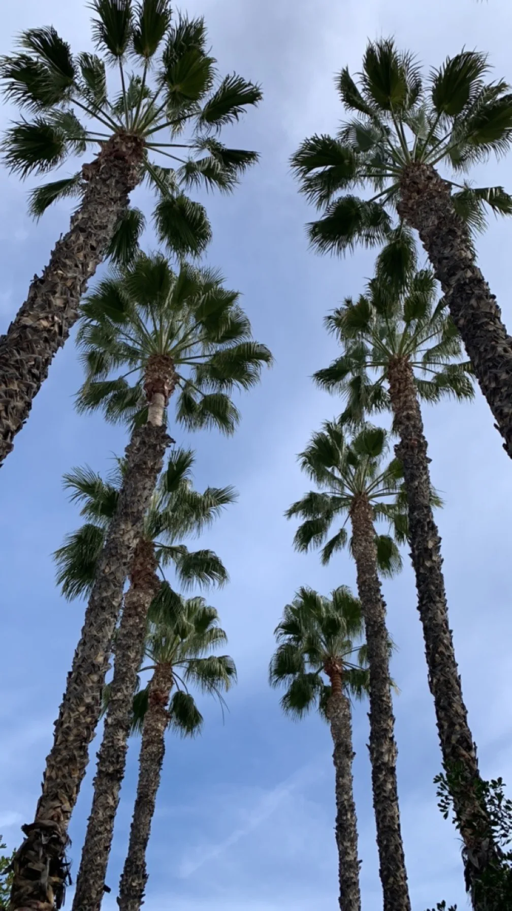 Tall palm trees reaching into a blue sky