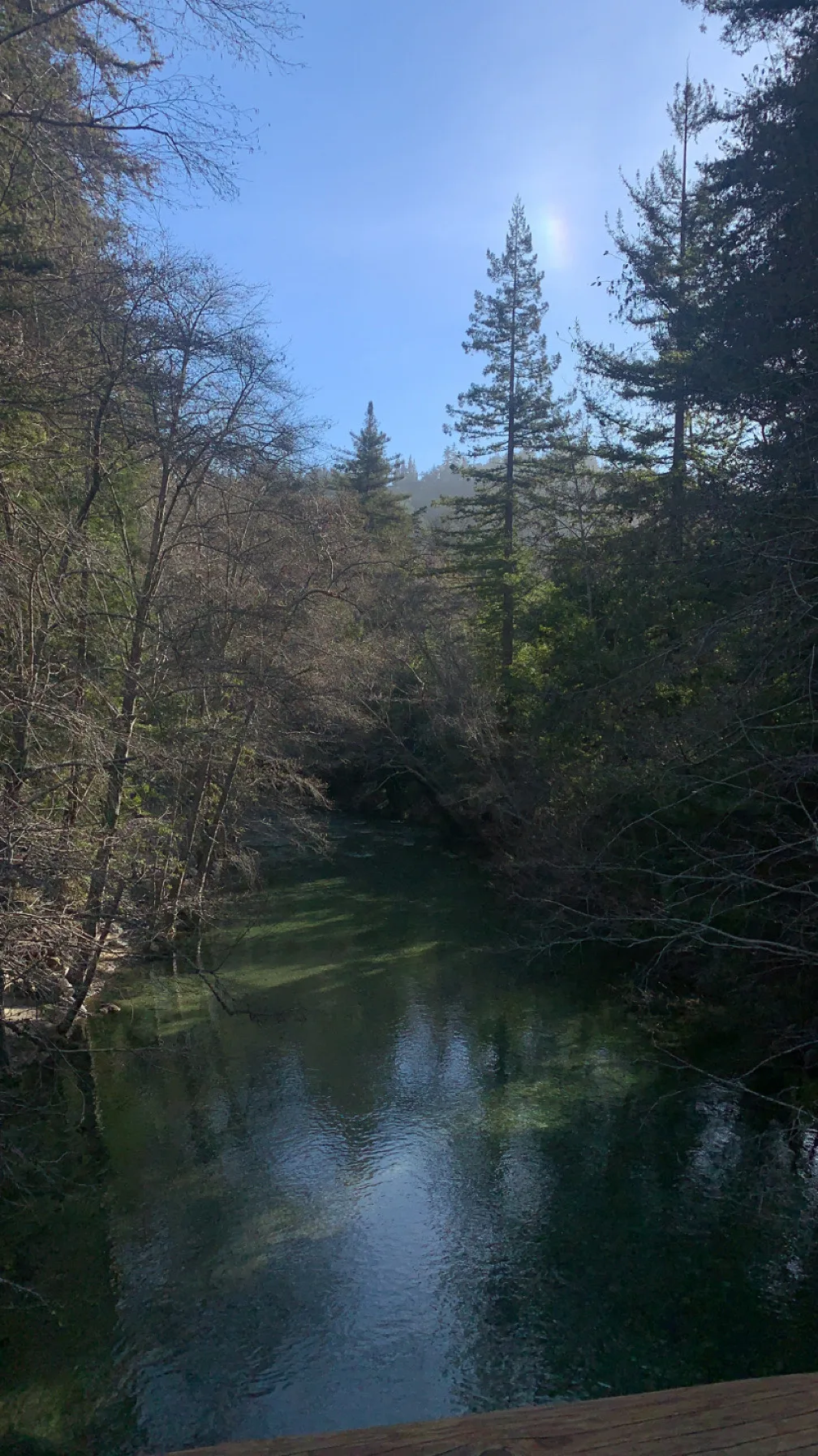 A peaceful creek surrounded by woodland trees